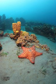 zdjęcie pod wodą, rafa koralowa